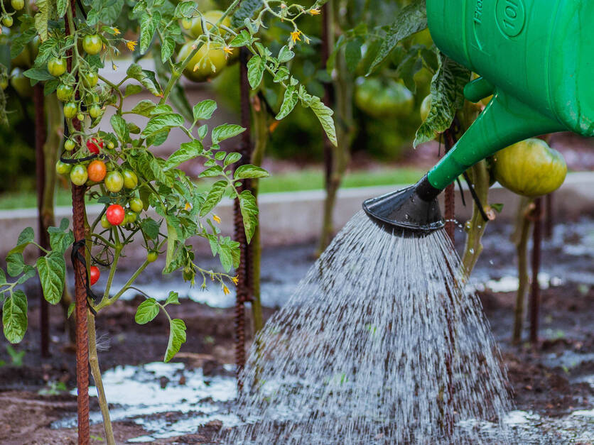 Garten gießen Gemüsebeet Gießkanne 